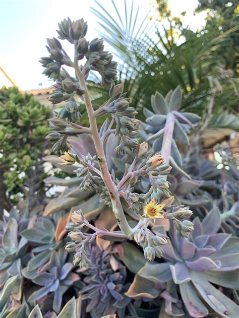 Graptoveria 'fred ives' succulents need strong light. Plant of the Month Archive: Graptoveria Fred Ives ...
