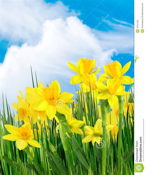 Tricolor crocus (crocus sieberi 'tricolor'): Spring Yellow Flowers Stock Images - Image: 18721424