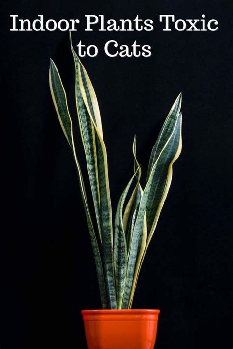 Identifying the cause of the toxicity will ensure quick treatment and a photo or bringing in a piece of the plant will help. Indoor plants toxic to cats | Toxic plants for cats ...