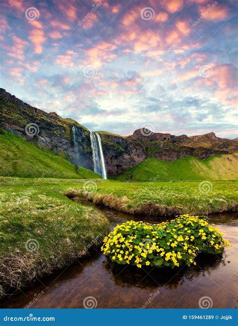 Colorful Morning View Of Seljalandfoss Waterfall On Seljalandsa River