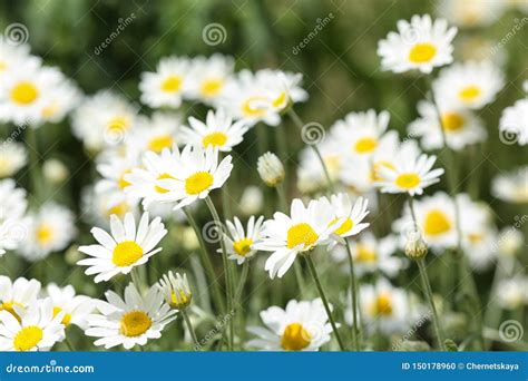 Beautiful Bright Daisies In Green Field Stock Photo Image Of Flowers