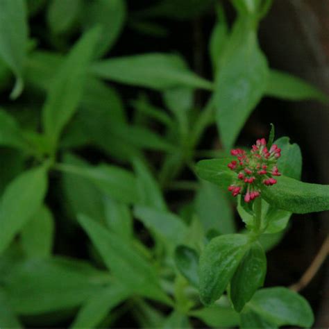 Check spelling or type a new query. 10 Best Plants For Attracting Honeybees And Hummingbirds ...