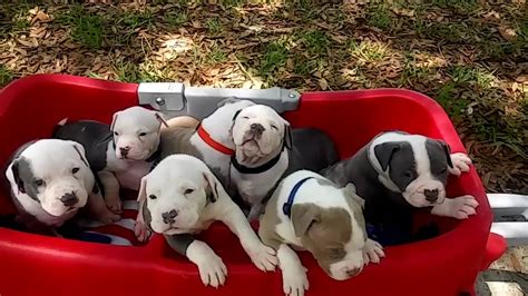 We take much pride in our pitbulls and the honesty we train our dogs with, we have one of the best environments for dogs in the world. XXL Pitbull Puppies For Sale ; ManMade Kennels ; Best Dogs ...