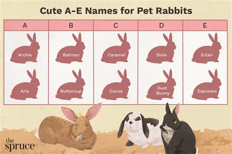 Pet Rabbit Names That Start With A Through E