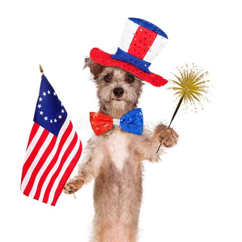 Fourth Of July Celebration Dog Stock Image Image Of Accessory Fourth