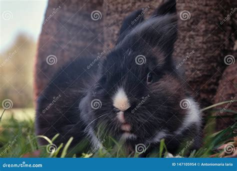 Black And White Lionhead Rabbit Stock Photo Image Of Crimping Farm