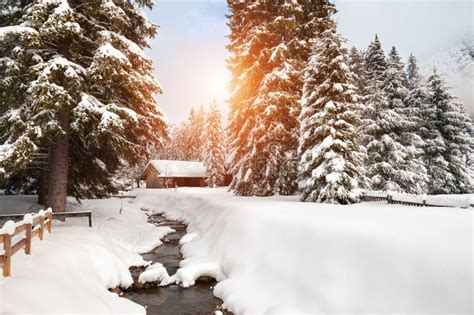 Scenic Snow Covered Trees And Wooden House In Winter Forest Stock Photo