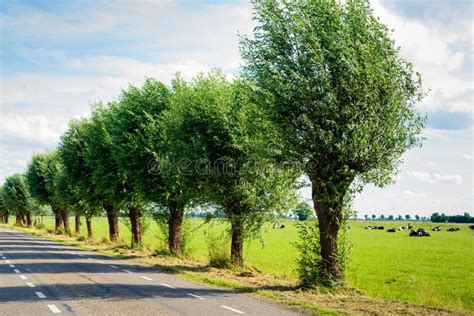 Row Willow Trees Country Road Stock Photos Free And Royalty Free Stock