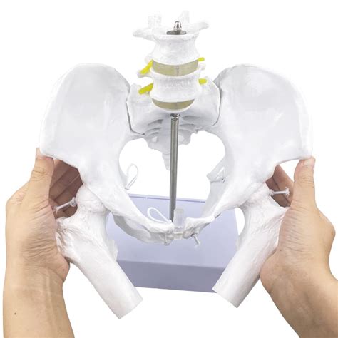 Buy Flexible Female Pelvis Model With Movable Femur Heads And Joints