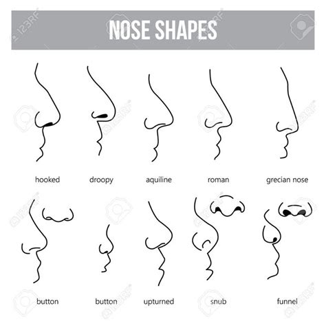 Nose Shapes Nose Drawing Nose Types Shape Chart
