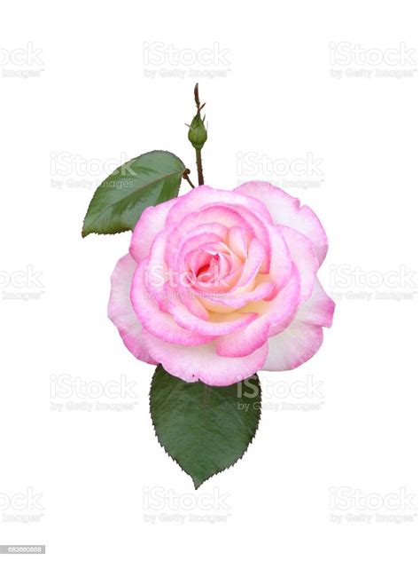 Pink Rose With Leaves And Rosebud White Background Stock Photo
