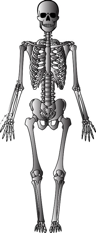 12 Skeleton View Skeleton Clipart Free Download Png Png Clip Art