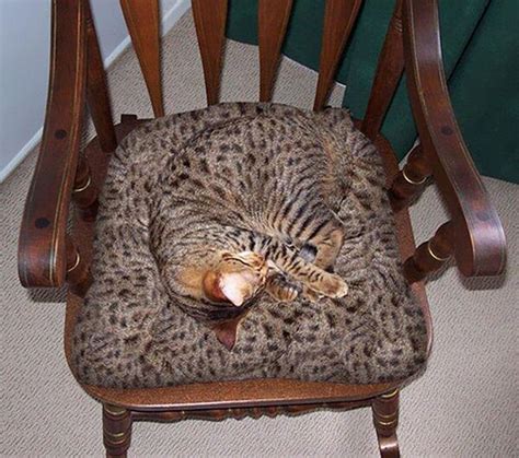 Can You Spot The Cats In These Ingenious Camouflage