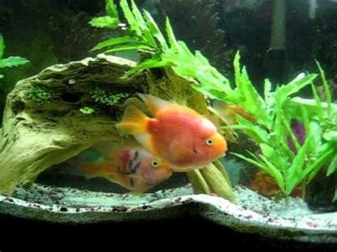 Pokemon can be classified by following criteria: Blood Parrot Fish aquarium/ Flower Horn Hybrid - YouTube