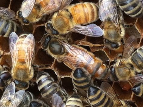 Birds And Bees — Russian Hybrid Queen Bees From Vashon Island