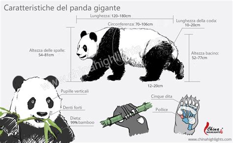 Actualizar 107 Images Morfologia Del Oso Panda Viaterra Mx