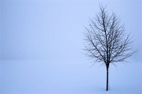 1920x1080 Resolution Leafless Tree During Winter Hd Wallpaper