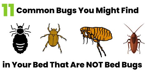 11 common bugs in the bed that are not