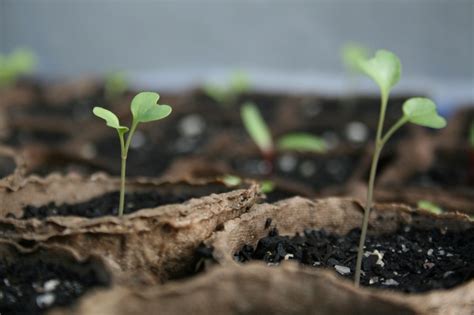 Small Green Plants Sprouting Out Of The Soil