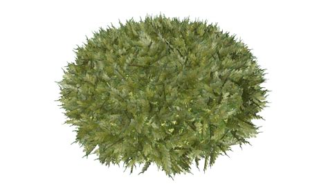 Hetz Midget Arborvitae Round Topiary Buy Royalty Free D Model By