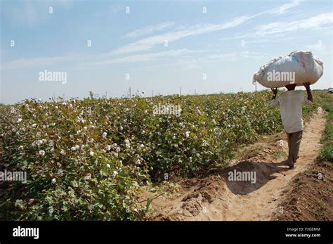 Cotton Field Cotton Boll Burst Gossypium Herbaceum Ready For Harvest