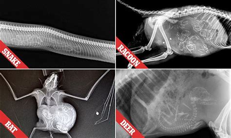 The doctor sends the xray picture over to a whatsapp number via chat bot. Fascinating X-ray images of pregnant animals' bellies | Daily Mail Online