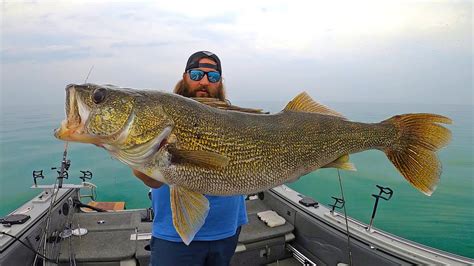 Walleye Fishing Lake Erie Catch And Cook