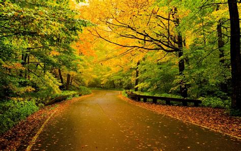 Nature Road Trees Wallpapers Hd Desktop And Mobile Backgrounds