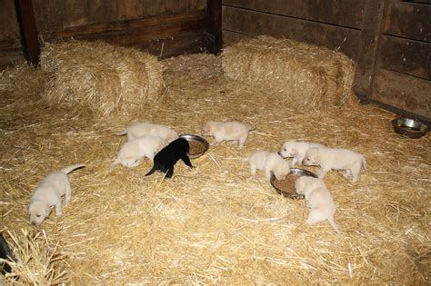 Help with feeding puppies raw. Top of the Hill Labs: Puppies 3 Weeks Old - First Taste of ...