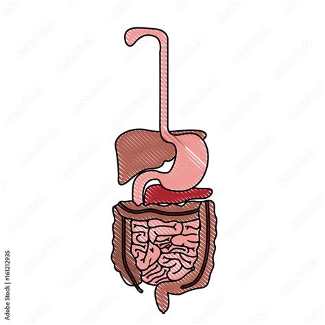 Color Crayon Realistic Silhouette Human Digestive System Stock Vector