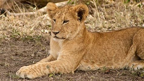 Lion Cubs All The Important Facts You Should Know