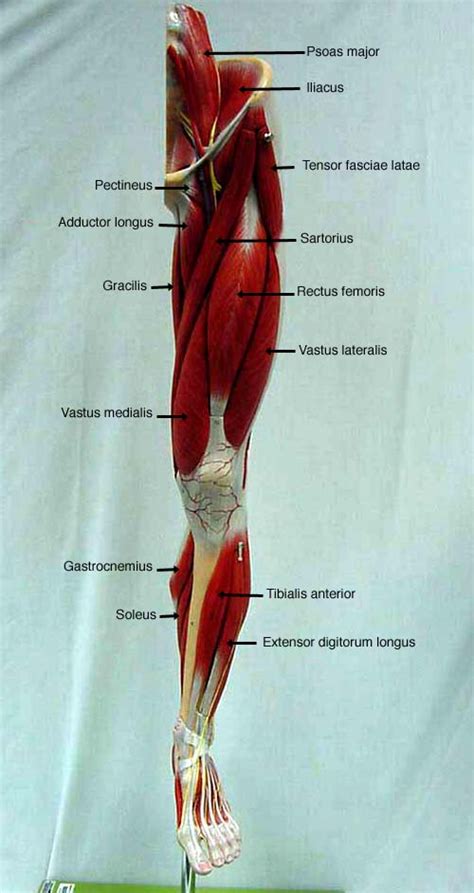 Anterior Thigh Muscles Anatomy