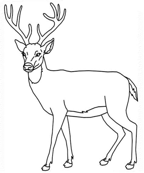Een kleurplaat bestaat meestal uit een simpel motief in brede zwarte lijnen en is over het algemeen gedrukt op wit papier. Print & Download - Deer Coloring Pages for Totally ...