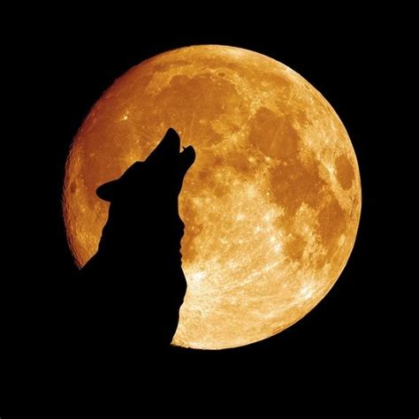 A Wolf Howls In Front Of The Moon Huilende Wolf Maan Schilderij En