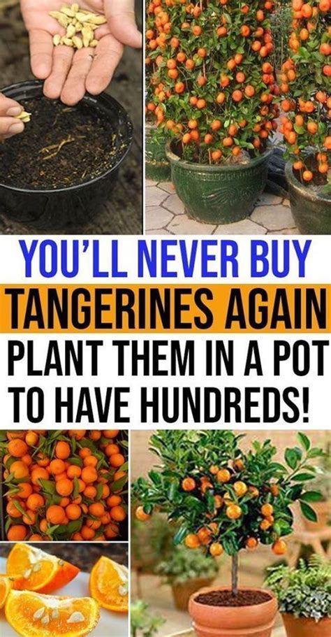 How To Grow Tangerines From Seeds Home Vegetable Garden Fruit Garden