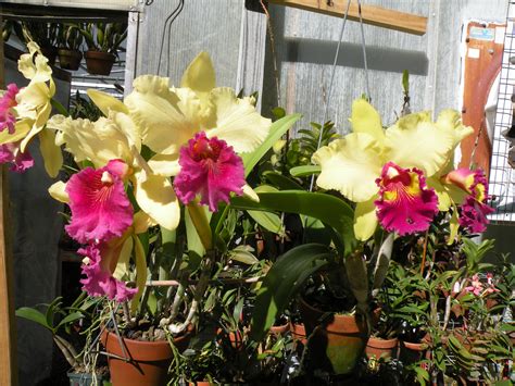 NJ Orchid Shows - Free Admission