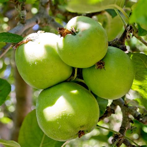 We did not find results for: Granny Smith Apple Tree | Buy Self Fertile Dual Apple Trees