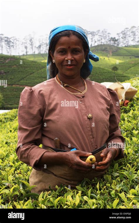Women Picking Tea Near Dambatenne Tea Factory Sri Lanka Stock Photo
