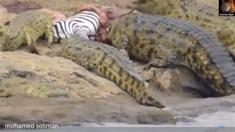 The 5 Most Powerful Attacks Of The Nile Crocodile The Crocodile