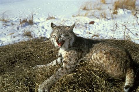 Bobcat Animal Facts Lynx Rufus A Z Animals