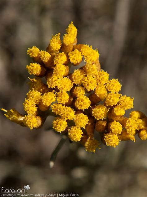 Helichrysum Italicum Flora On