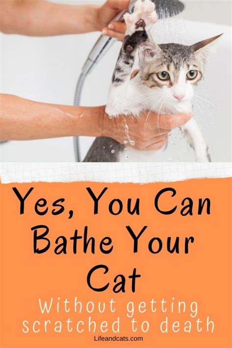 How To Bathe Your Cat Brendon Has Mueller