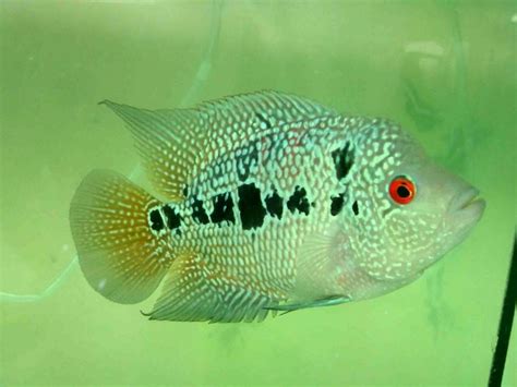 Louhan cencu r&b series подробнее. 11 Jenis Ikan Louhan yang Cantik Untuk Aquarium Anda