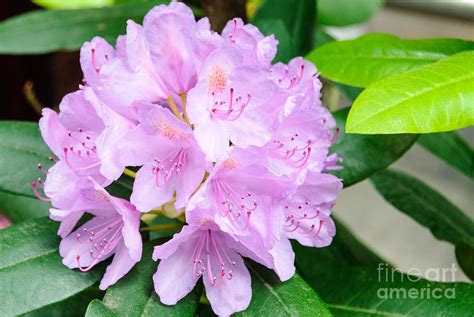 Beautiful Single Pink Rododendron Photograph By Phillip Flusche Fine