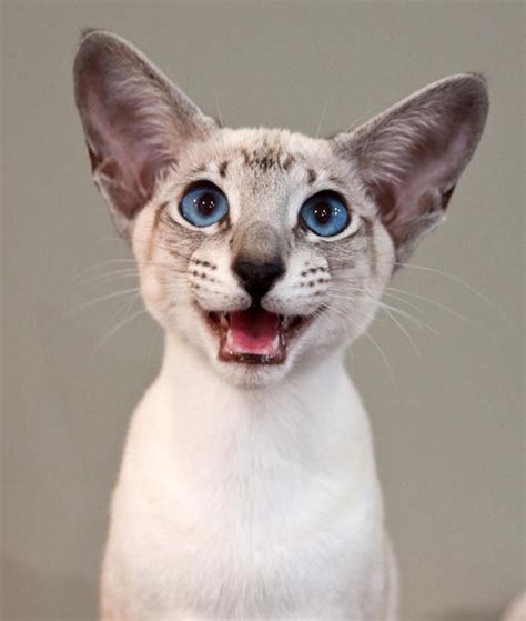 Really Tomorrows Caturday Oriental Shorthair Cats Pretty Cats