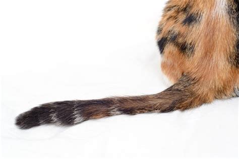 Cats Tail Why Do Cats Have A Tail And More Cat World