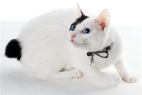 Japanese Bobtail Cat Personality And Behavior Pettime Japanese