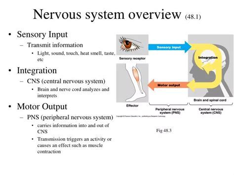 Ppt Nervous System Overview 481 Powerpoint Presentation Free Download Id1981093