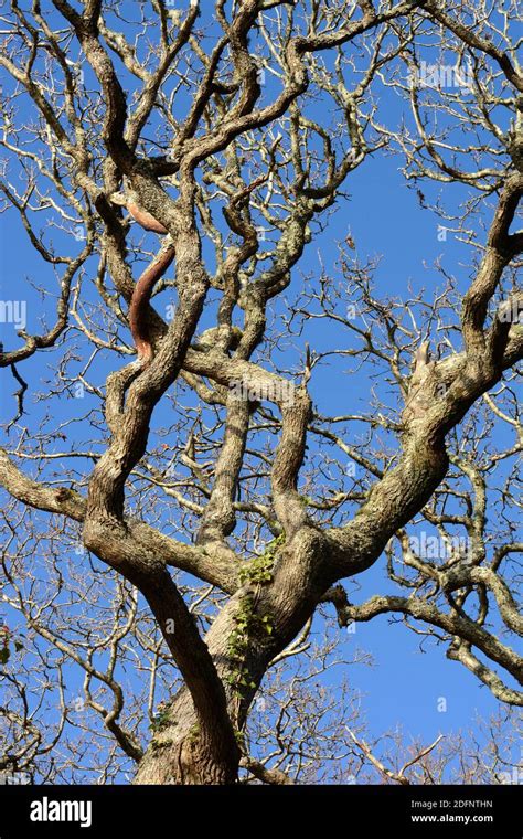 Gnarled Oak Tree Hi Res Stock Photography And Images Alamy