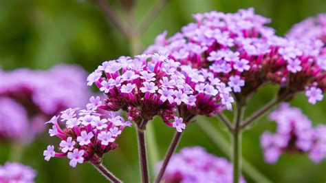 Verbena Everything You Need To Know Before Planting In 2022 Plants